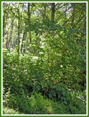 Sunlight looking for the forest floor.