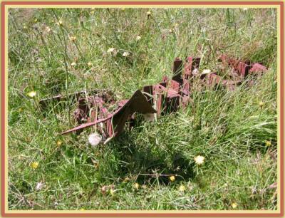 Lost in the grass.