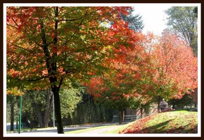 The trees aglow with color.
