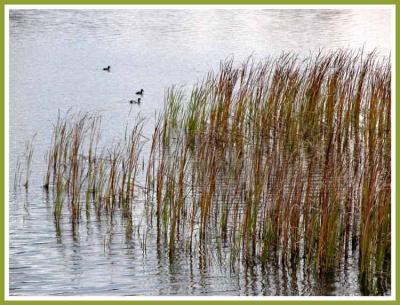 A quiet day for the ducks.