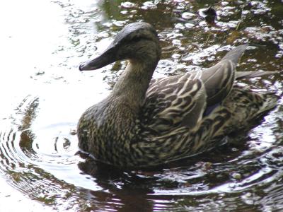ducks-mama.jpg