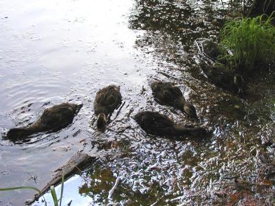 ducks-01.jpg