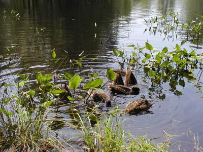 ducks-03.jpg