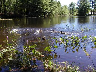 ducks-05.jpg