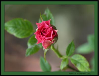The Unfolding