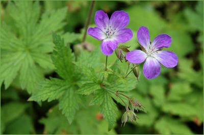 Blue wildflowers