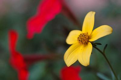 Balcony flowers