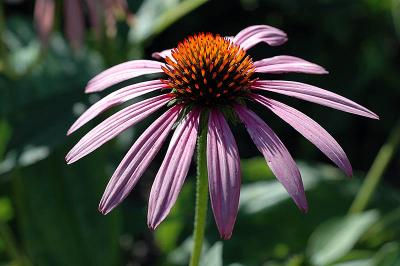 Echinacea purpurea - Roter Sonnenhut