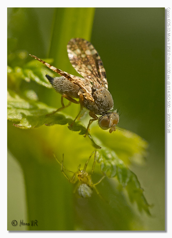 Endangered Fruit-Fly