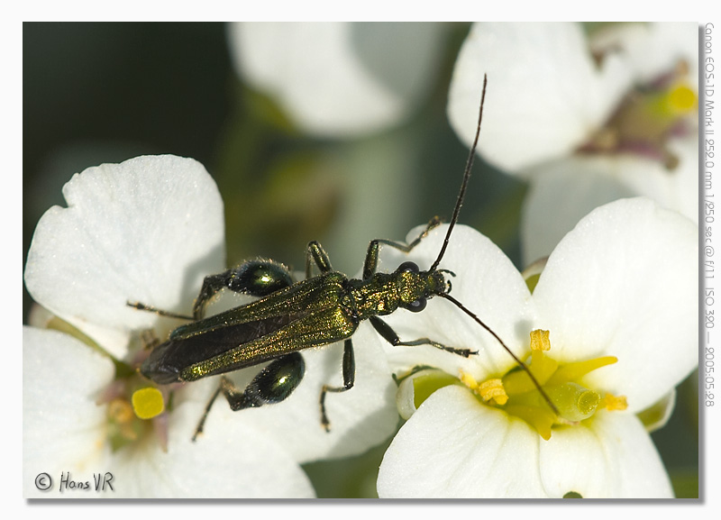 Oedemera nobilis