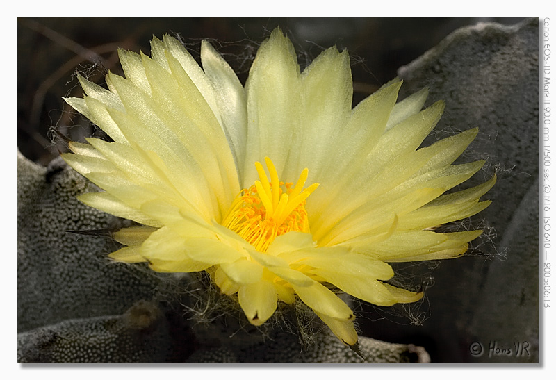 Astrophytum