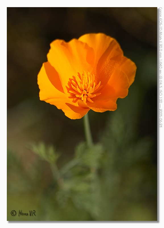 Eschscholzia californica
