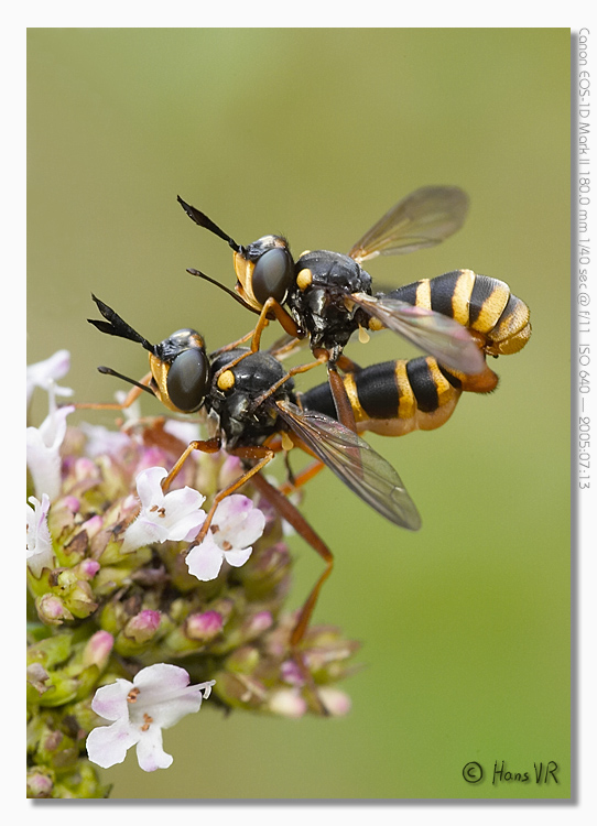 Conops quadrifasciatus (probably)