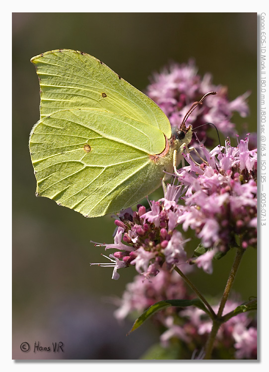 Gonepteryx rhamni