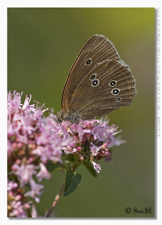 Aphantopus hyperanthus