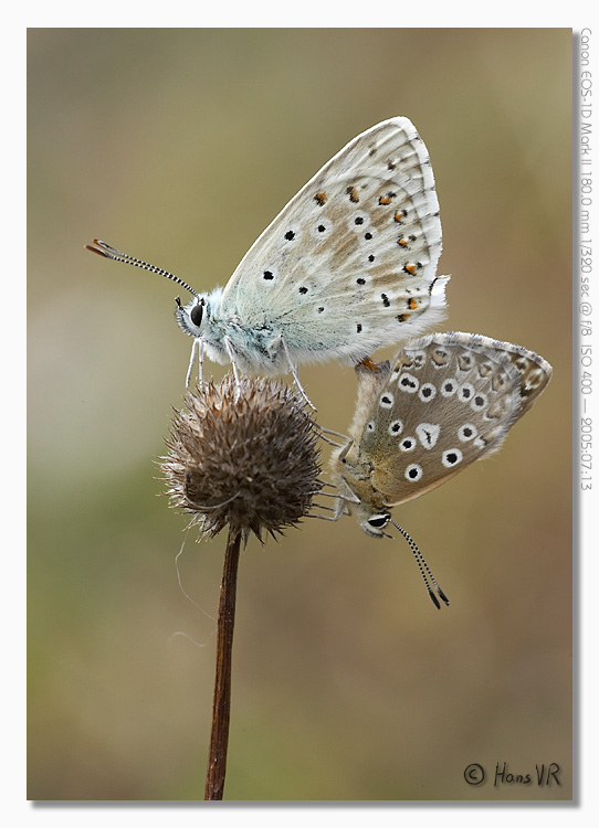 Polyommatus coridon