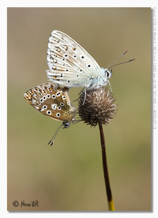 Polyommatus coridon 