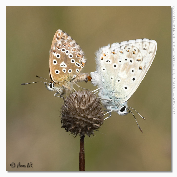 Polyommatus coridon 