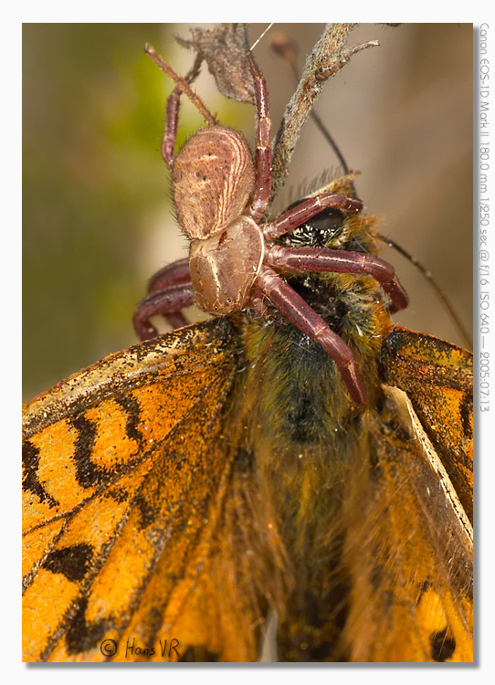 Argynnis aglaja RIP