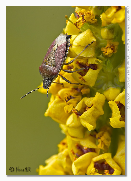 Dolycoris baccarum