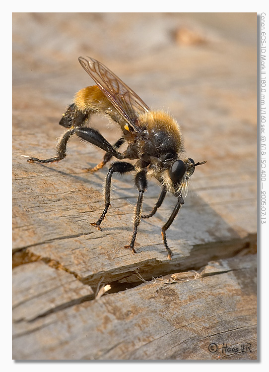 Laphria flava