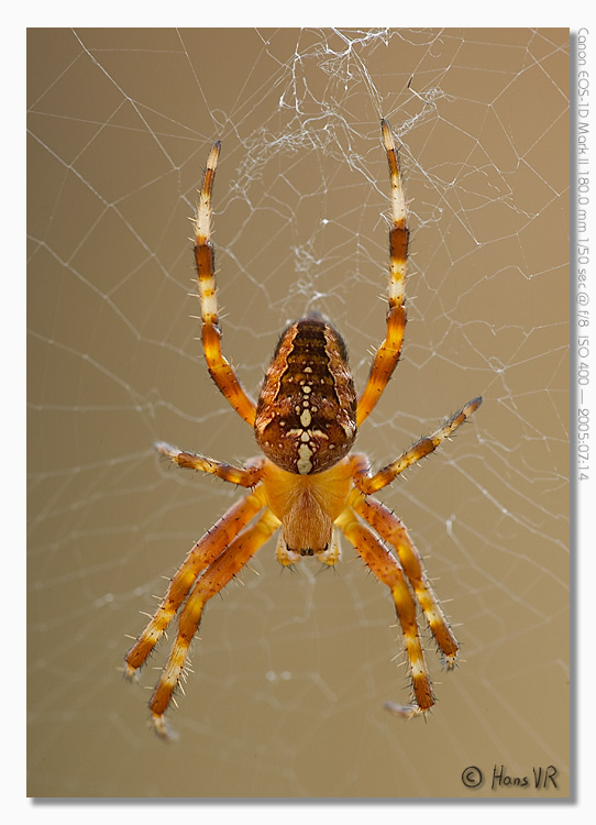 Araneus diadematus