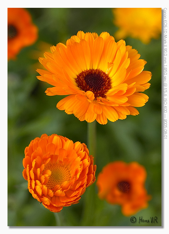 Calendula officinalis