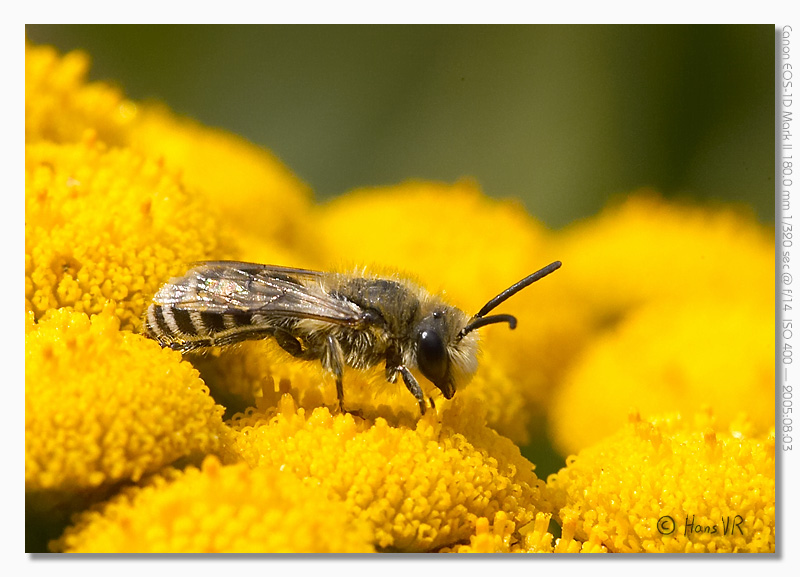 Colletes daviesanus