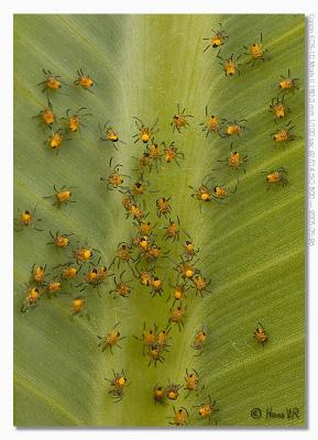 Cluster of baby Araneus diadematus spiders