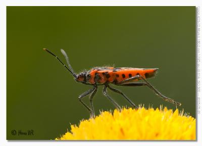 Corizus hyoscyami