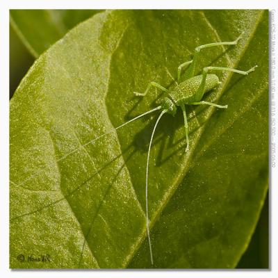 Leptophyes punctatissima