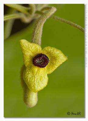 Aristolochia macrophylla