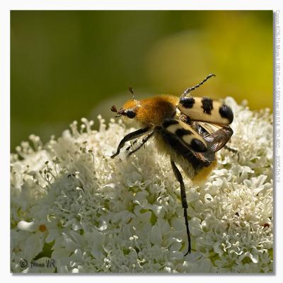 Trichius zonatus