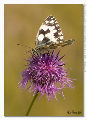 Melanargia galathea