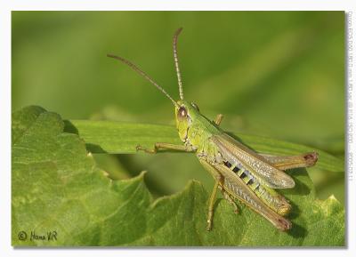 Chorthippus parallelus