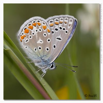 Polyommatus icarus