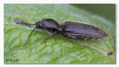 Agriotes (lineatus?)