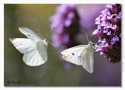 Pieris brassicae