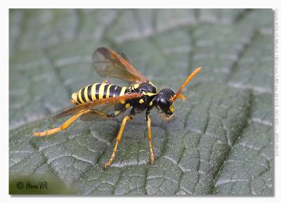 Tenthredo scrophulariae