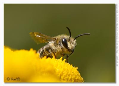v3/50/342350/3/47287308.EOS1DMarkII_050803_woensdag_132704__L5M5338.jpg