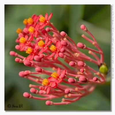 Jatropha multifida