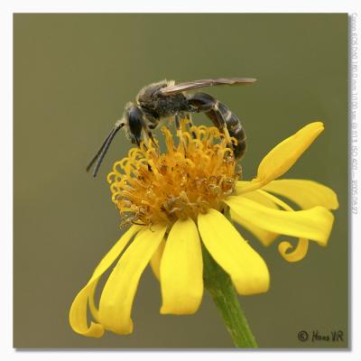 Lasioglossum sp.