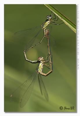 Lestes viridis