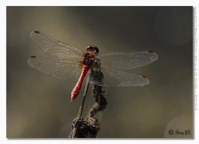 Sympetrum sanguineum