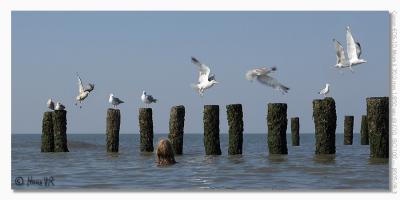 EOS-1D Mark II_050831_woensdag_172404__L5M6703.jpg