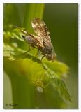 Endangered Fruit-Fly