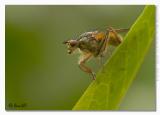 Scatophaga stercoraria