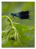 Calopteryx splendens