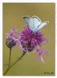 Polyommatus coridon