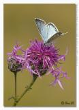 Polyommatus coridon